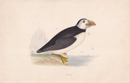 Puffin - original 1870 hand coloured antique bird print by Alexander Francis Lydon, engraved by Benjamin Fawcett