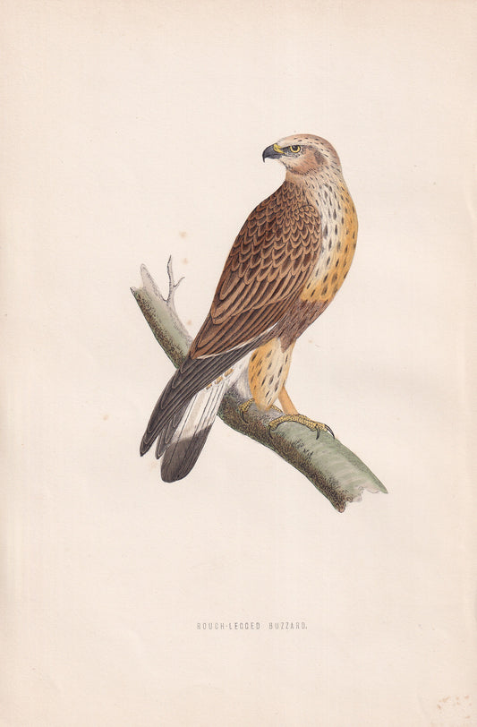Rough-legged Buzzard - original 1870 hand coloured antique bird print by Alexander Francis Lydon, engraved by Benjamin Fawcett