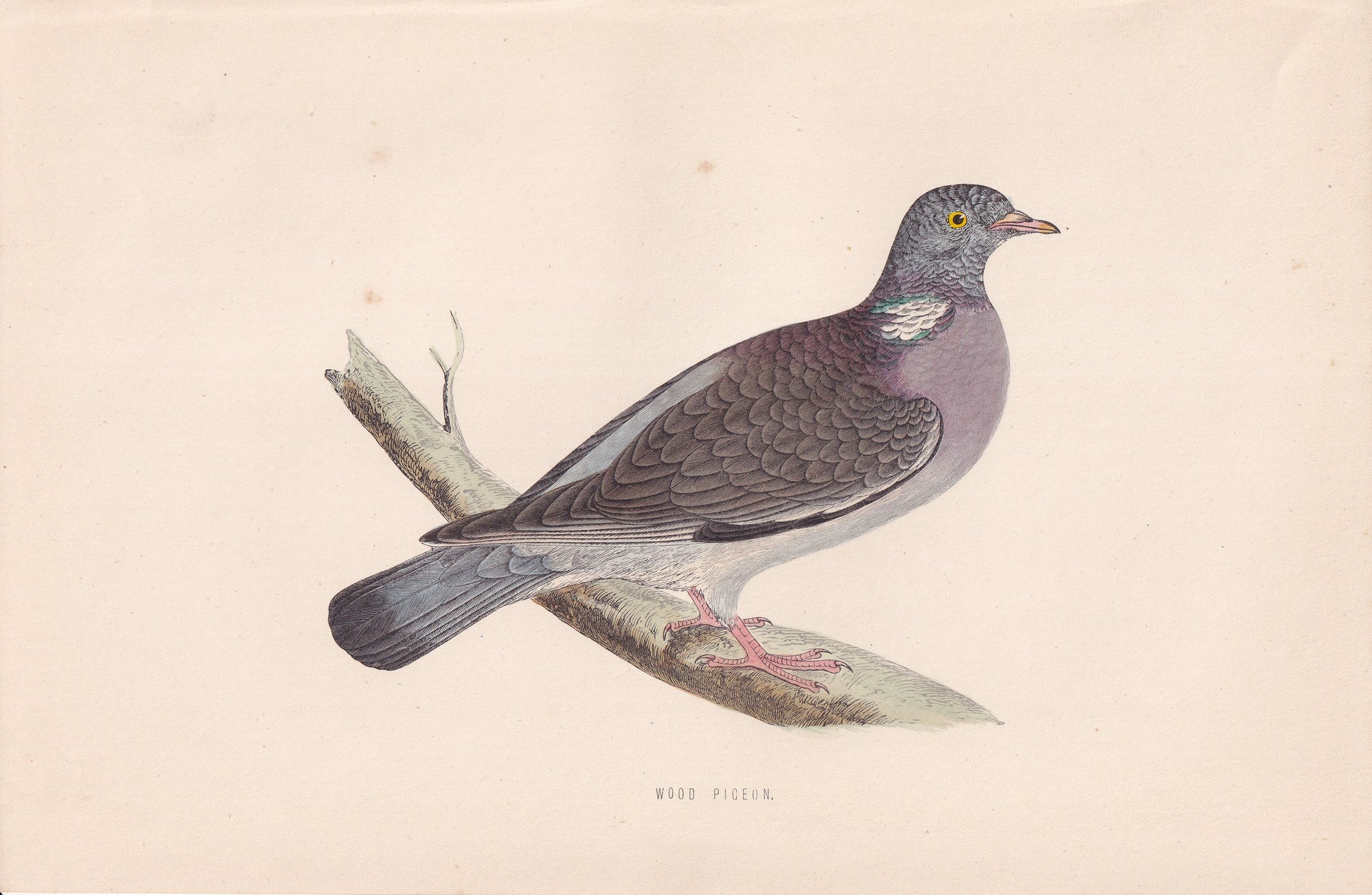Wood Pigeon - original 1870 hand coloured antique bird print by Alexander Francis Lydon, engraved by Benjamin Fawcett