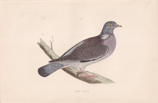 Wood Pigeon - original 1870 hand coloured antique bird print by Alexander Francis Lydon, engraved by Benjamin Fawcett