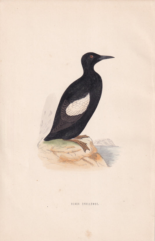 Black Guillemot - original 1870 hand coloured antique bird print by Alexander Francis Lydon, engraved by Benjamin Fawcett
