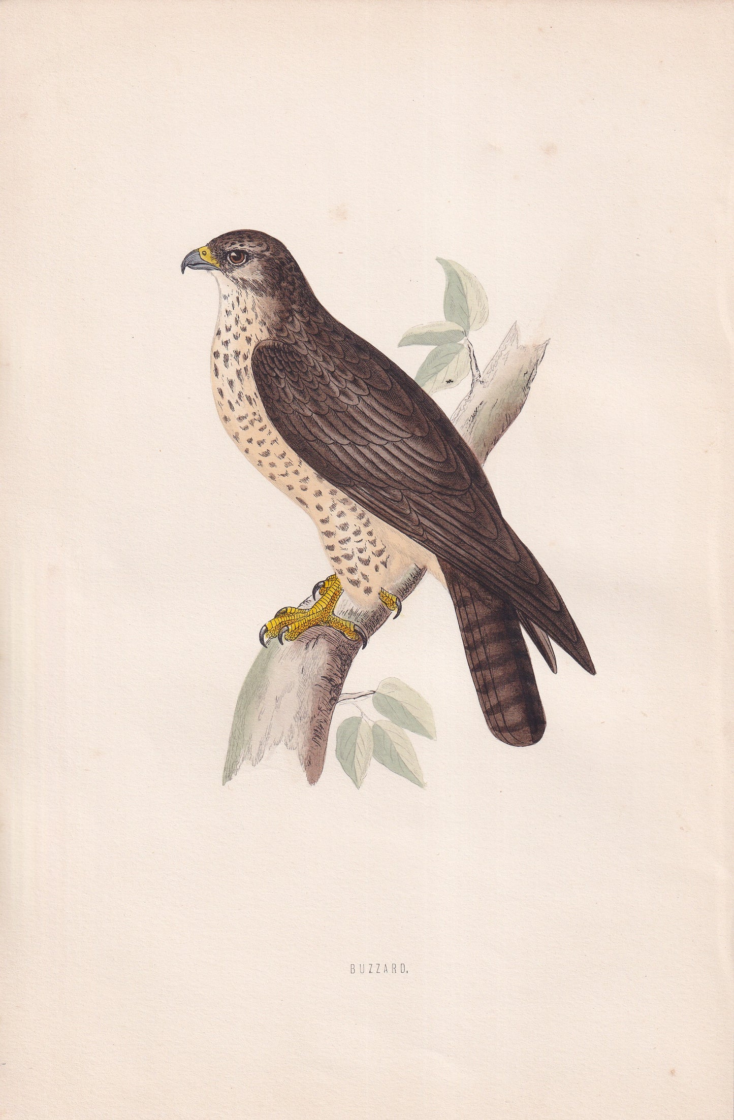 Buzzard - original 1870 hand coloured antique bird print by Alexander Francis Lydon, engraved by Benjamin Fawcett