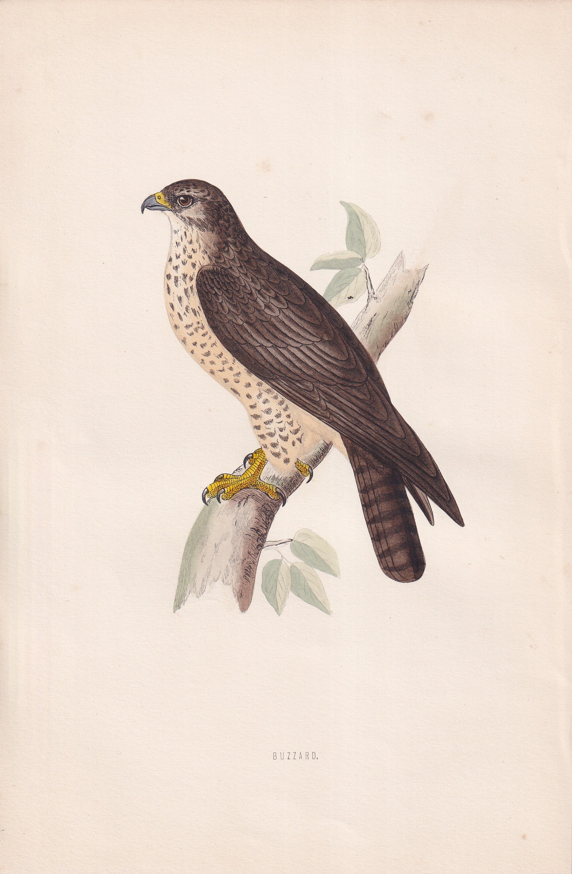 Buzzard - original 1870 hand coloured antique bird print by Alexander Francis Lydon, engraved by Benjamin Fawcett