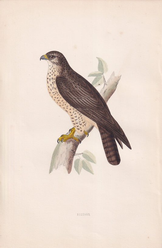 Buzzard - original 1870 hand coloured antique bird print by Alexander Francis Lydon, engraved by Benjamin Fawcett