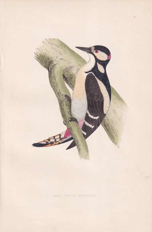 Great Spotted Woodpecker - original 1870 hand coloured antique bird print by Alexander Francis Lydon, engraved by Benjamin Fawcett