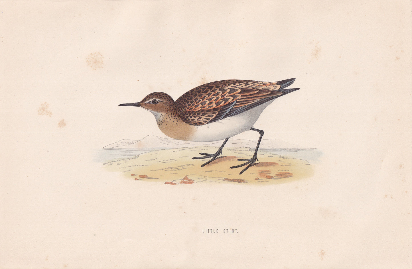 Little Stint - original 1870 hand coloured antique bird print by Alexander Francis Lydon, engraved by Benjamin Fawcett