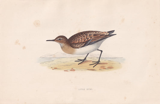 Little Stint - original 1870 hand coloured antique bird print by Alexander Francis Lydon, engraved by Benjamin Fawcett