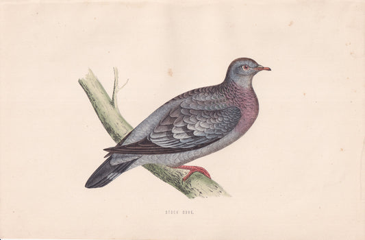 Stock Dove - original 1870 hand coloured antique bird print by Alexander Francis Lydon, engraved by Benjamin Fawcett