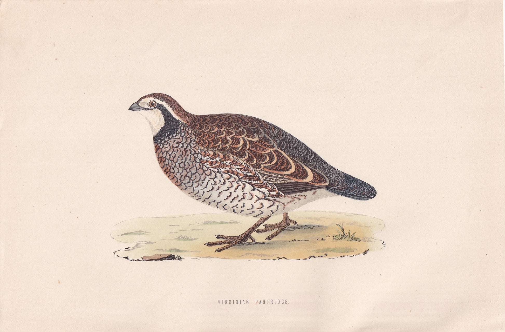 Virginian Partridge - original 1870 hand coloured antique bird print by Alexander Francis Lydon, engraved by Benjamin Fawcett
