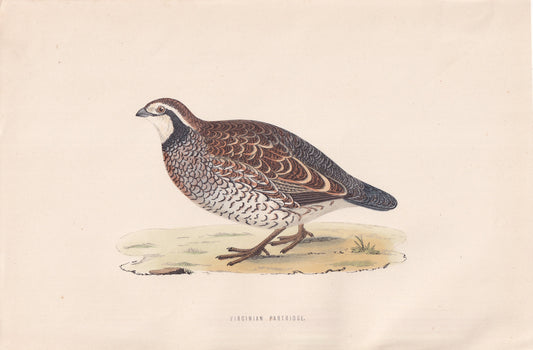 Virginian Partridge - original 1870 hand coloured antique bird print by Alexander Francis Lydon, engraved by Benjamin Fawcett