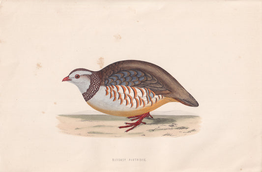 Barbary Partridge - original 1870 hand coloured antique bird print by Alexander Francis Lydon, engraved by Benjamin Fawcett