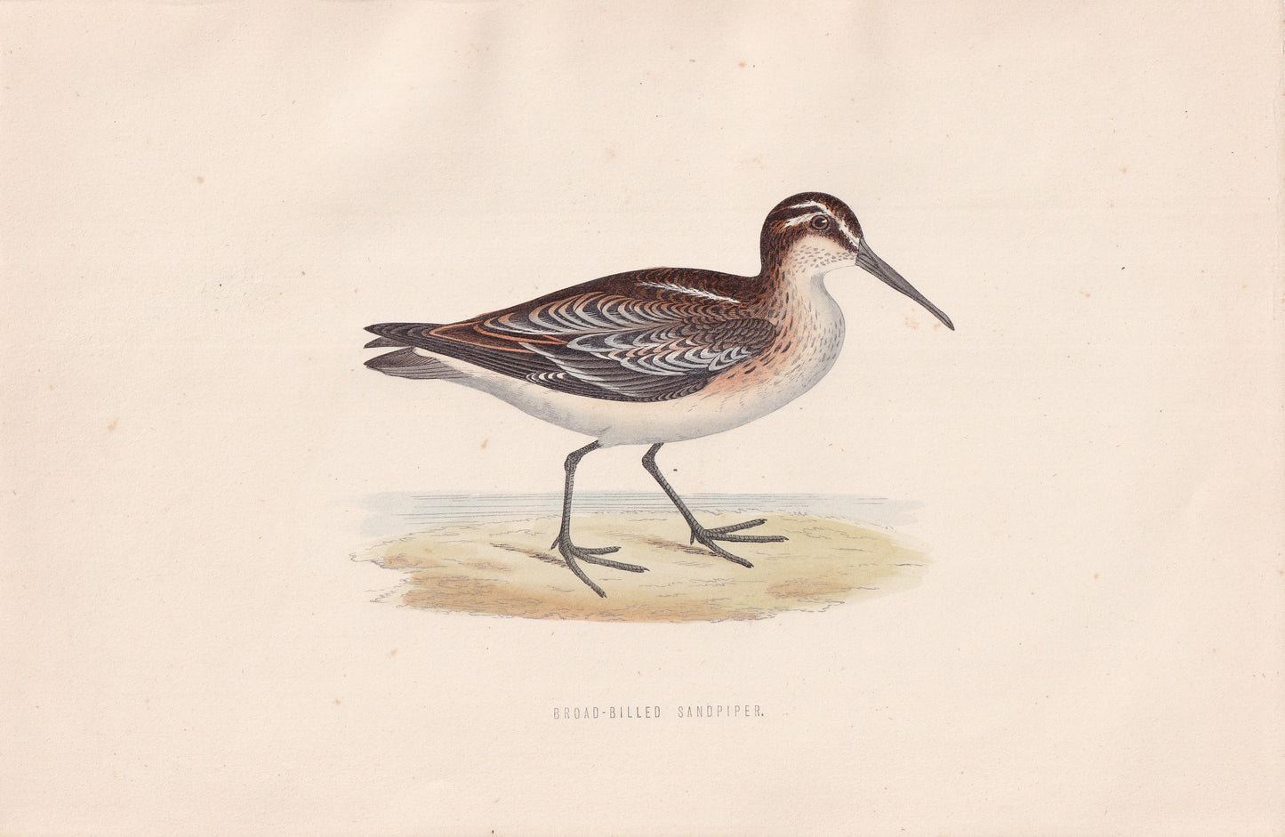 Broad-billed Sandpiper - original 1870 hand coloured antique bird print by Alexander Francis Lydon, engraved by Benjamin Fawcett