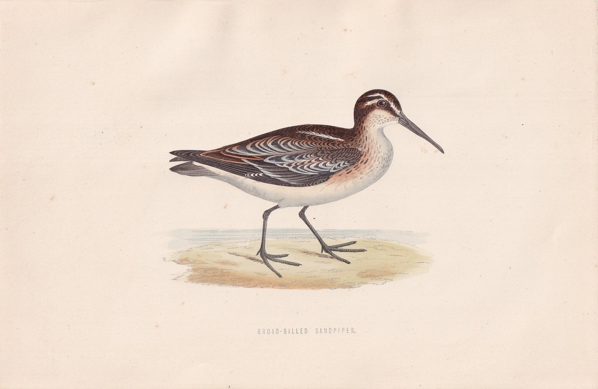 Broad-billed Sandpiper - original 1870 hand coloured antique bird print by Alexander Francis Lydon, engraved by Benjamin Fawcett
