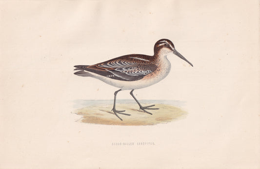 Broad-billed Sandpiper - original 1870 hand coloured antique bird print by Alexander Francis Lydon, engraved by Benjamin Fawcett
