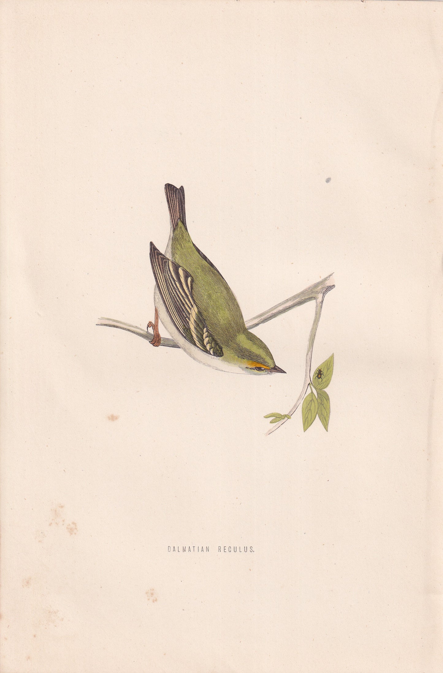 Dalmatian Regulus - original 1870 hand coloured antique bird print by Alexander Francis Lydon, engraved by Benjamin Fawcett
