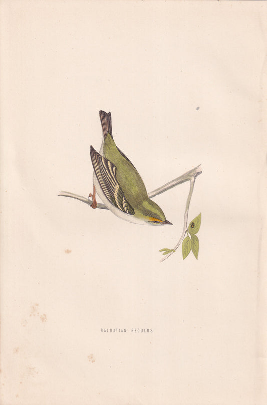 Dalmatian Regulus - original 1870 hand coloured antique bird print by Alexander Francis Lydon, engraved by Benjamin Fawcett