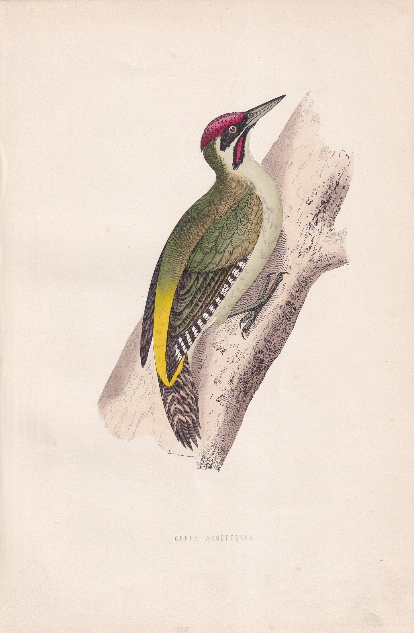 Green Woodpecker - original 1870 hand coloured antique bird print by Alexander Francis Lydon, engraved by Benjamin Fawcett
