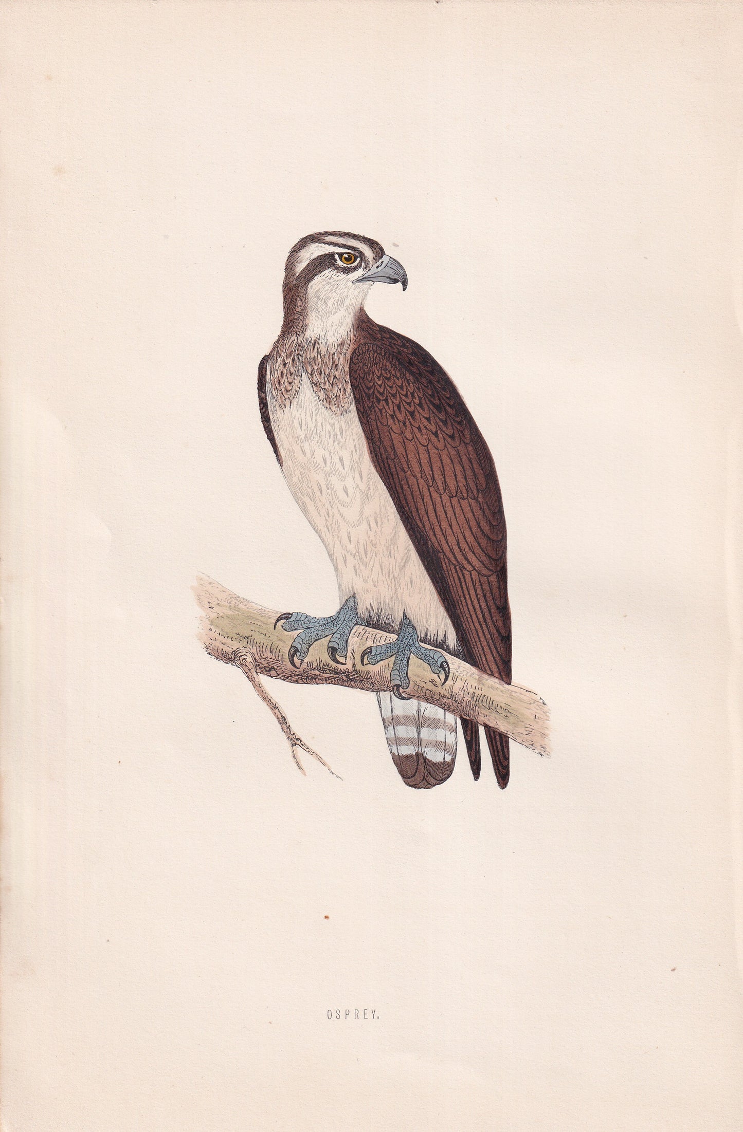 Osprey - original 1870 hand coloured antique bird print by Alexander Francis Lydon, engraved by Benjamin Fawcett