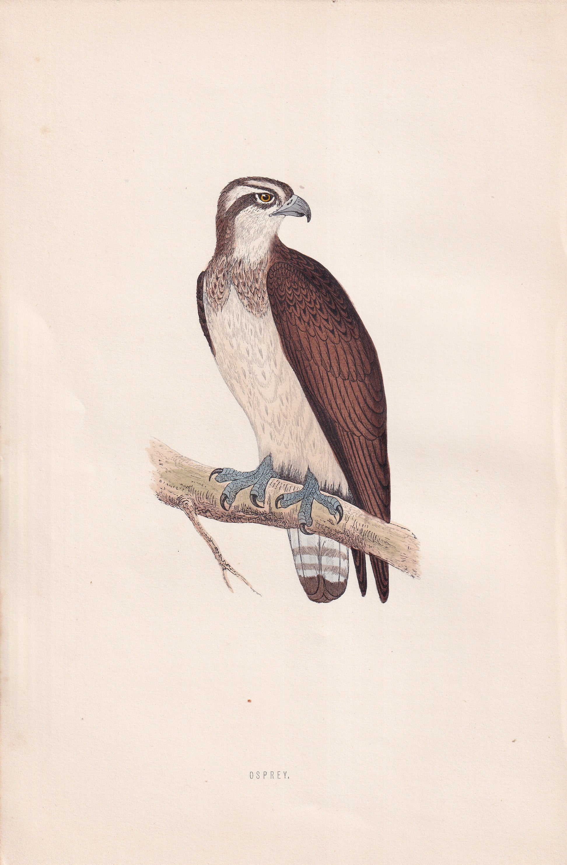 Osprey - original 1870 hand coloured antique bird print by Alexander Francis Lydon, engraved by Benjamin Fawcett