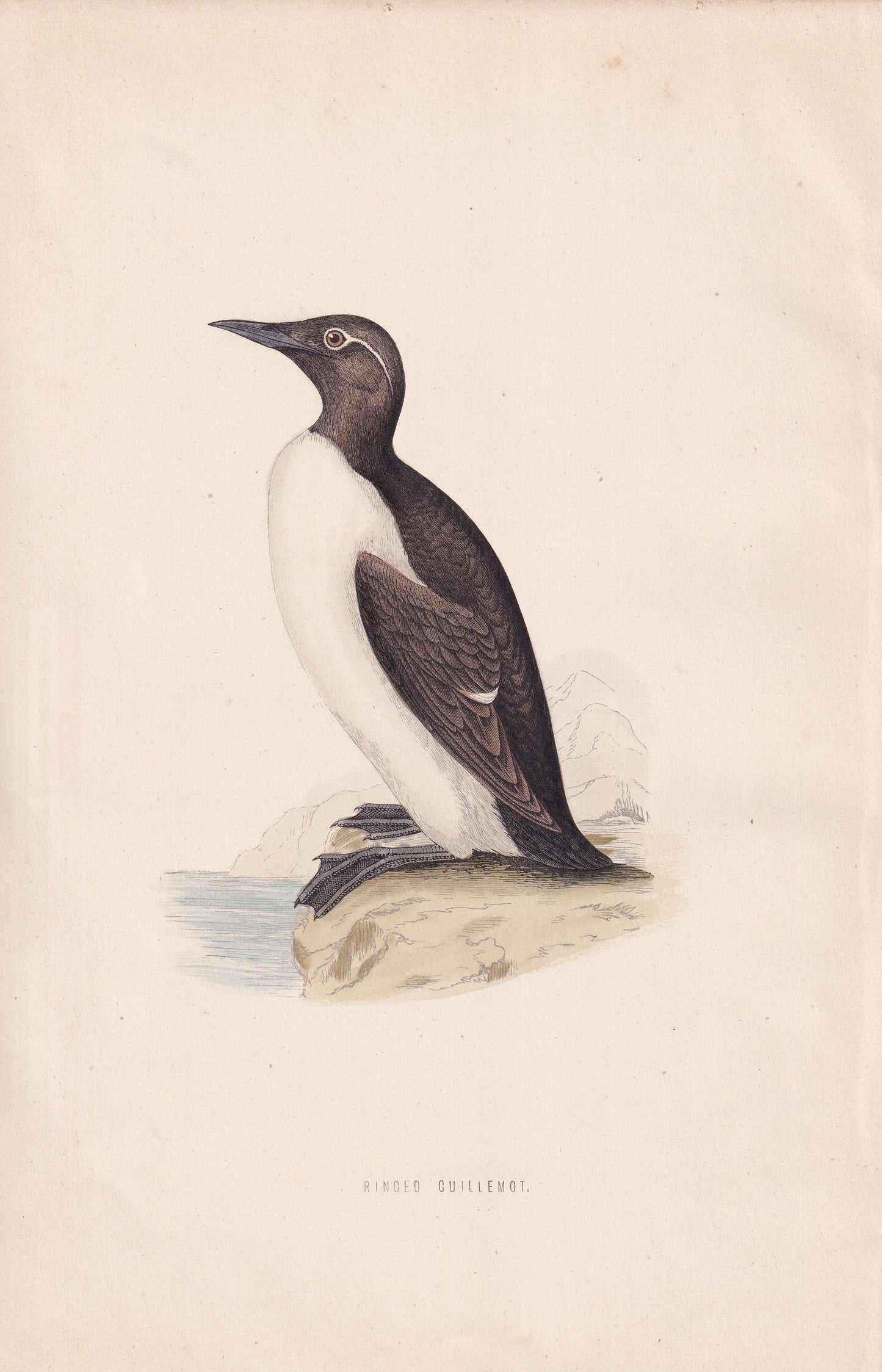 Ringed Guillemot - original 1870 hand coloured antique bird print by Alexander Francis Lydon, engraved by Benjamin Fawcett
