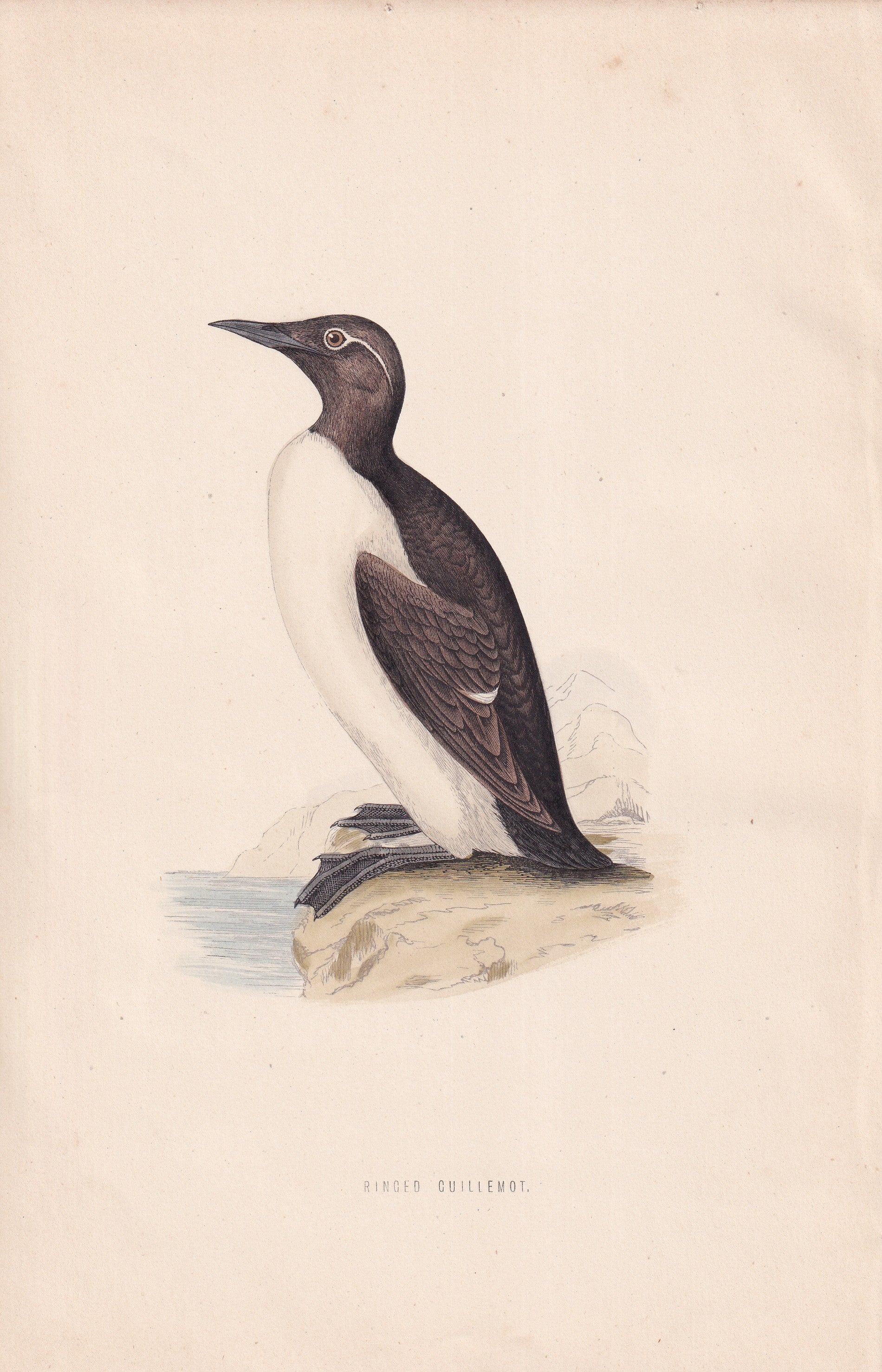 Ringed Guillemot - original 1870 hand coloured antique bird print by Alexander Francis Lydon, engraved by Benjamin Fawcett