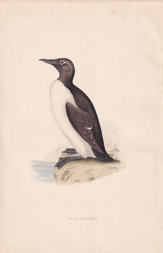 Ringed Guillemot - original 1870 hand coloured antique bird print by Alexander Francis Lydon, engraved by Benjamin Fawcett