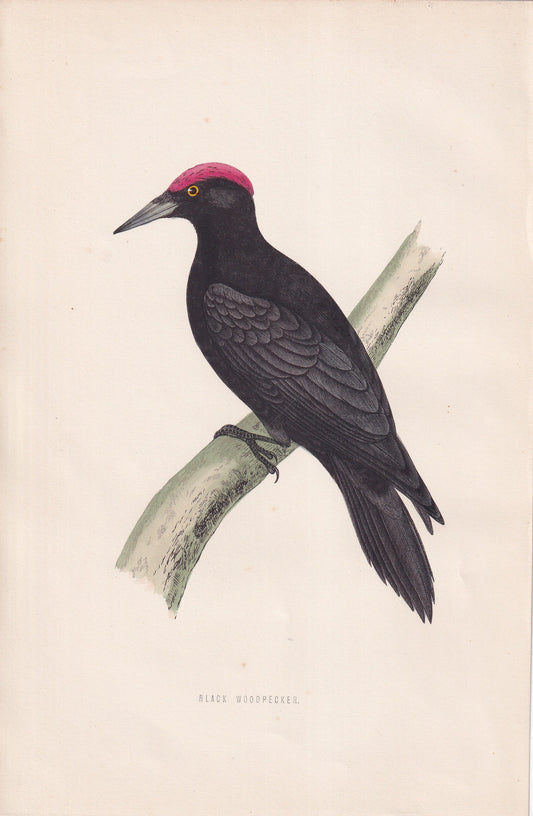 Black Woodpecker - original 1870 hand coloured antique bird print by Alexander Francis Lydon, engraved by Benjamin Fawcett