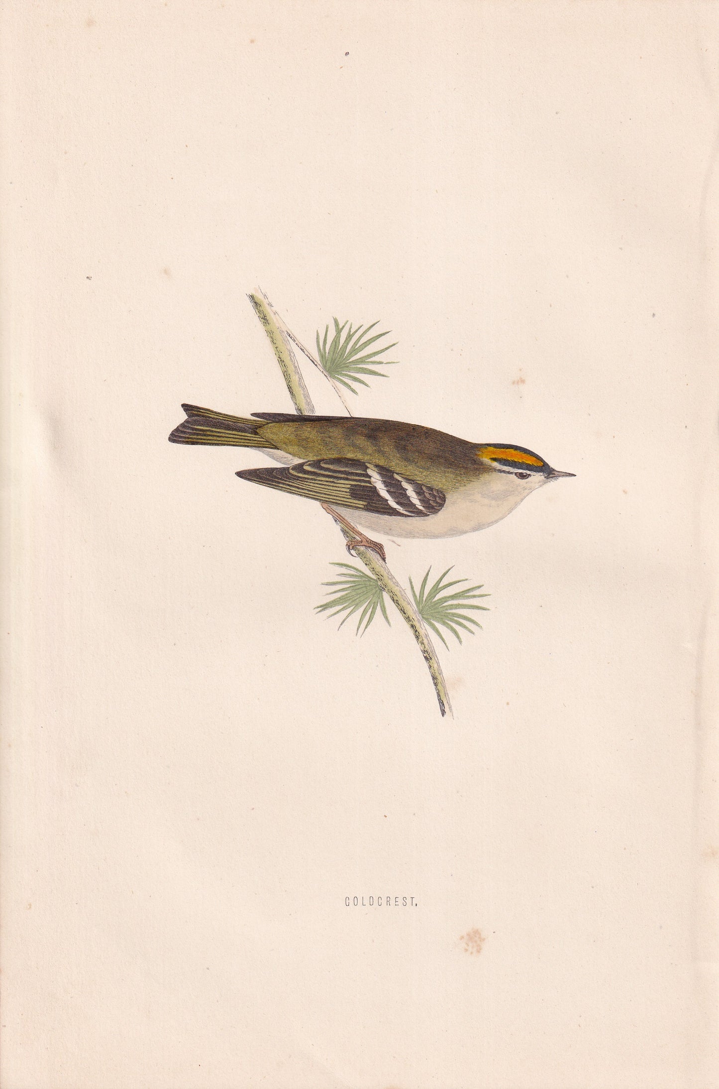 Goldcrest - original 1870 hand coloured antique bird print by Alexander Francis Lydon, engraved by Benjamin Fawcett