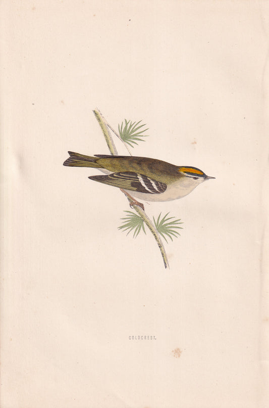 Goldcrest - original 1870 hand coloured antique bird print by Alexander Francis Lydon, engraved by Benjamin Fawcett