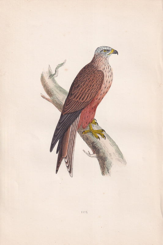 Kite - original 1870 hand coloured antique bird print by Alexander Francis Lydon, engraved by Benjamin Fawcett