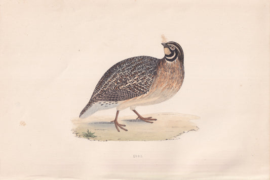 Quail - original 1870 hand coloured antique bird print by Alexander Francis Lydon, engraved by Benjamin Fawcett