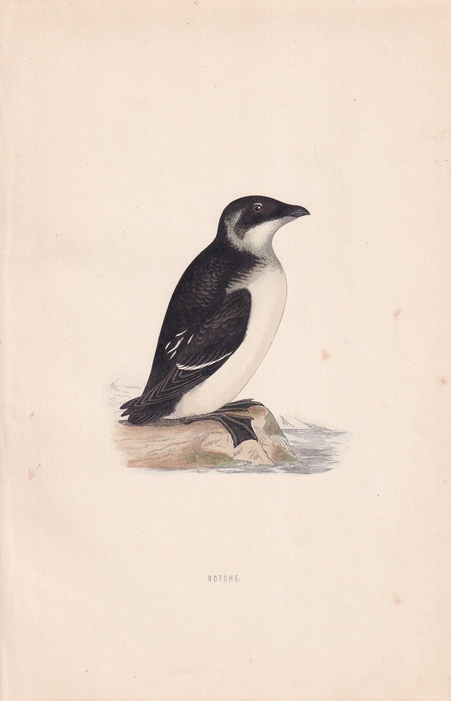 Rotche - original 1870 hand coloured antique bird print by Alexander Francis Lydon, engraved by Benjamin Fawcett