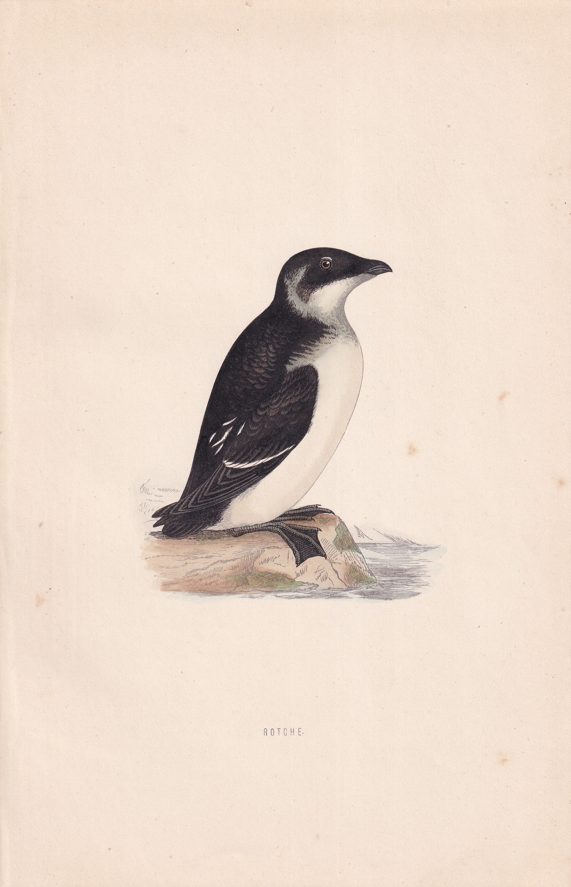 Rotche - original 1870 hand coloured antique bird print by Alexander Francis Lydon, engraved by Benjamin Fawcett