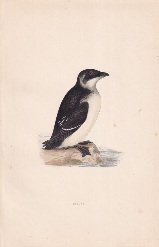 Rotche - original 1870 hand coloured antique bird print by Alexander Francis Lydon, engraved by Benjamin Fawcett