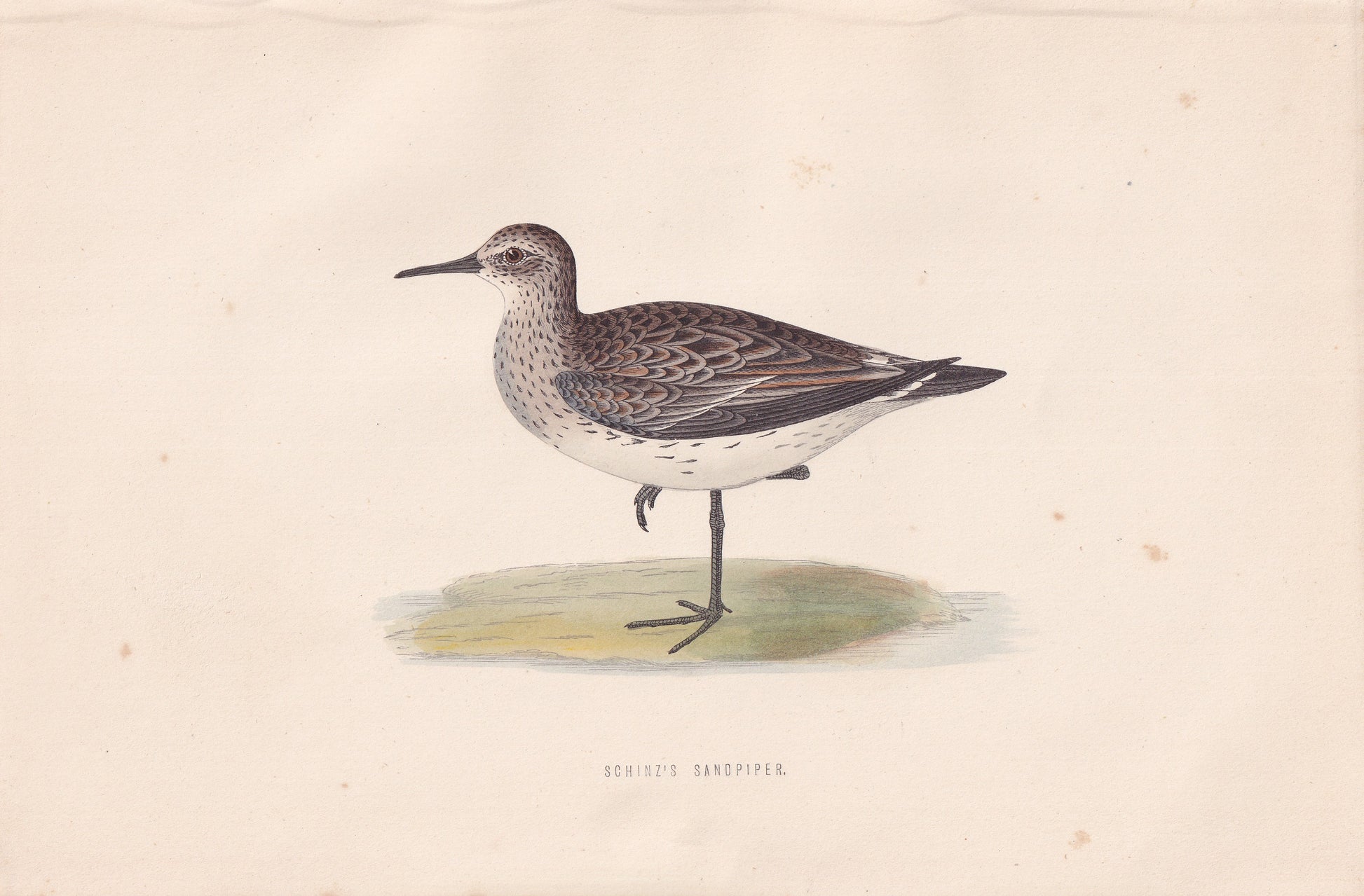 Schinz's Sandpiper - original 1870 hand coloured antique bird print by Alexander Francis Lydon, engraved by Benjamin Fawcett