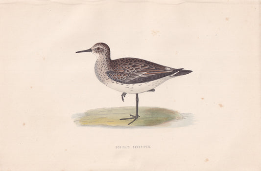 Schinz's Sandpiper - original 1870 hand coloured antique bird print by Alexander Francis Lydon, engraved by Benjamin Fawcett