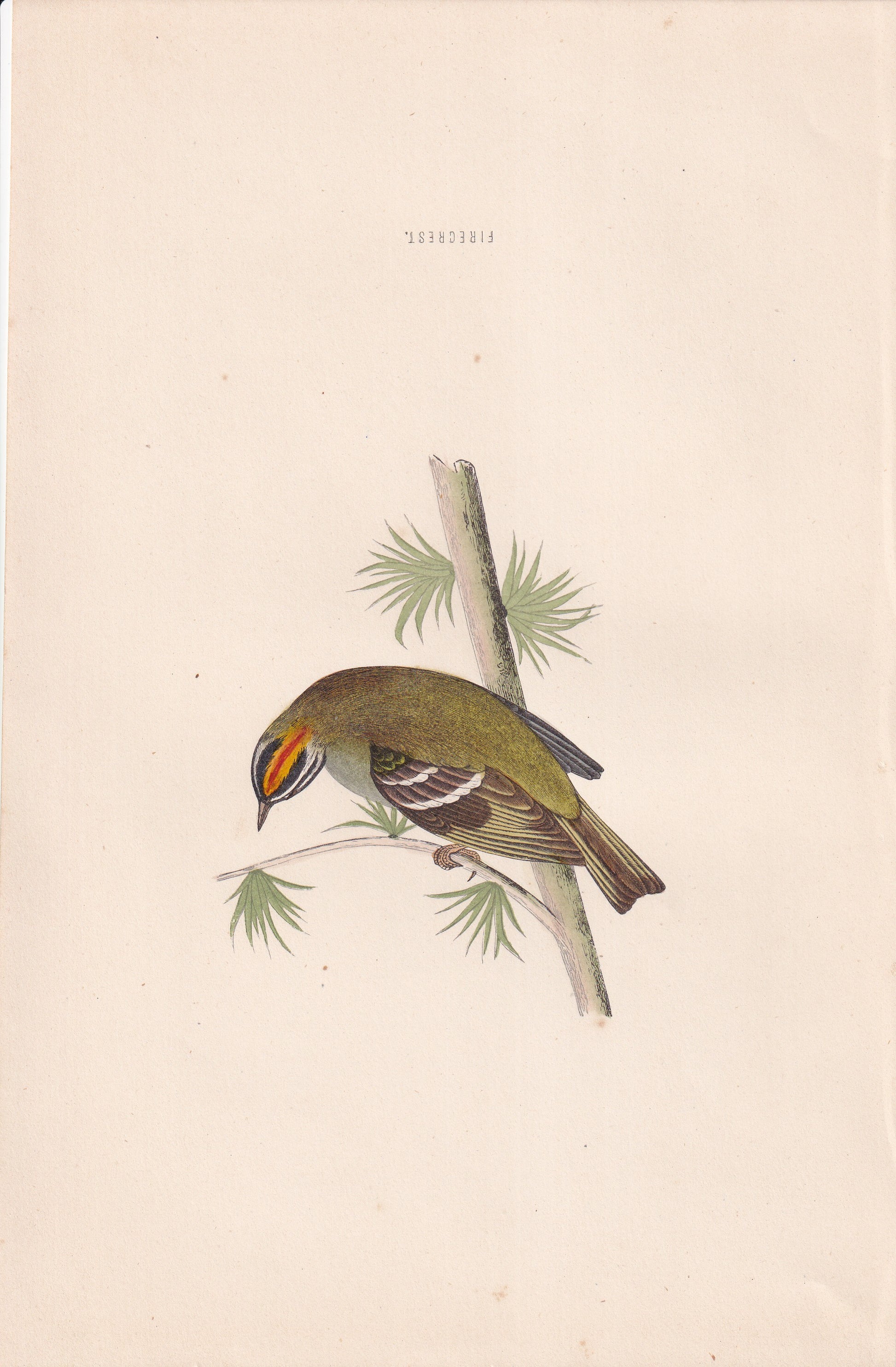 Firecrest - original 1870 hand coloured antique bird print by Alexander Francis Lydon, engraved by Benjamin Fawcett