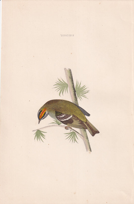 Firecrest - original 1870 hand coloured antique bird print by Alexander Francis Lydon, engraved by Benjamin Fawcett