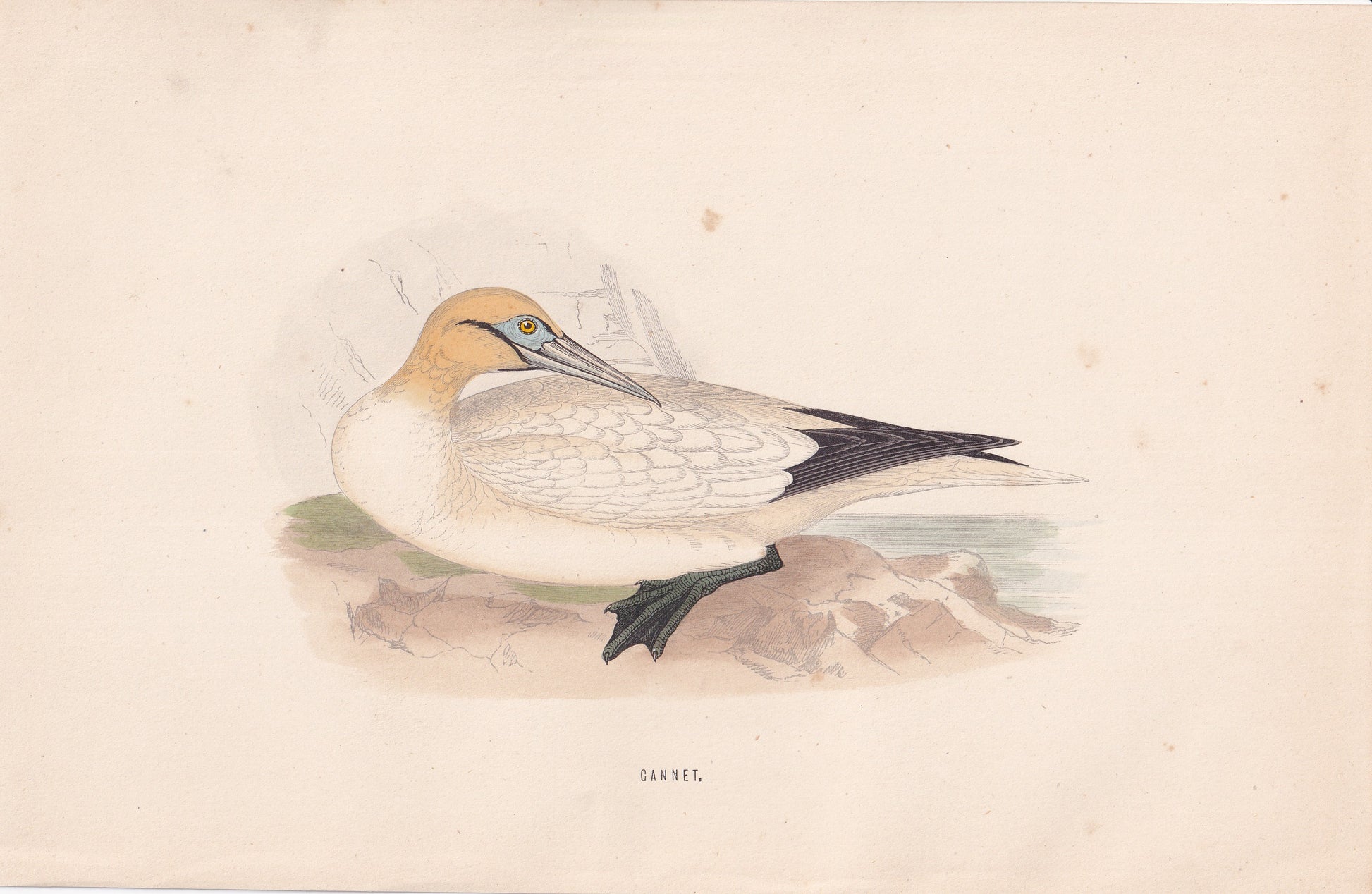 Gannet - original 1870 hand coloured antique bird print by Alexander Francis Lydon, engraved by Benjamin Fawcett
