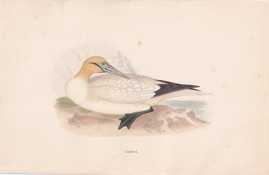 Gannet - original 1870 hand coloured antique bird print by Alexander Francis Lydon, engraved by Benjamin Fawcett