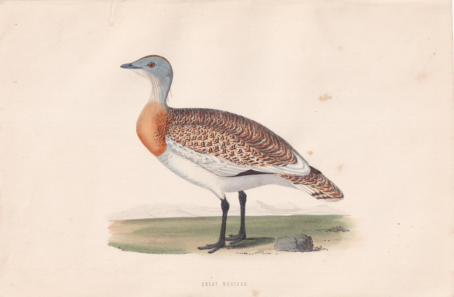 Great Bustard - original 1870 hand coloured antique bird print by Alexander Francis Lydon, engraved by Benjamin Fawcett