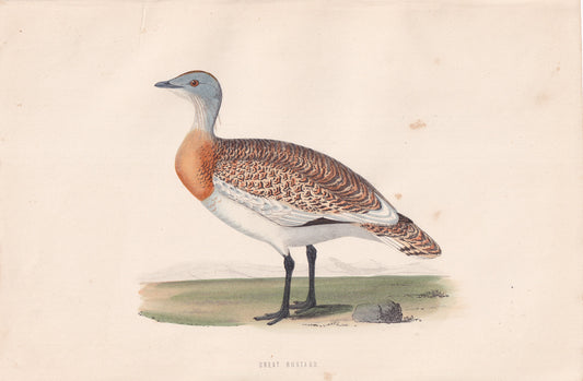 Great Bustard - original 1870 hand coloured antique bird print by Alexander Francis Lydon, engraved by Benjamin Fawcett