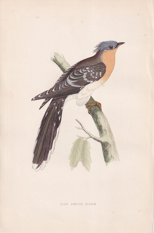 Great Spotted Cuckoo - original 1870 hand coloured antique bird print by Alexander Francis Lydon, engraved by Benjamin Fawcett