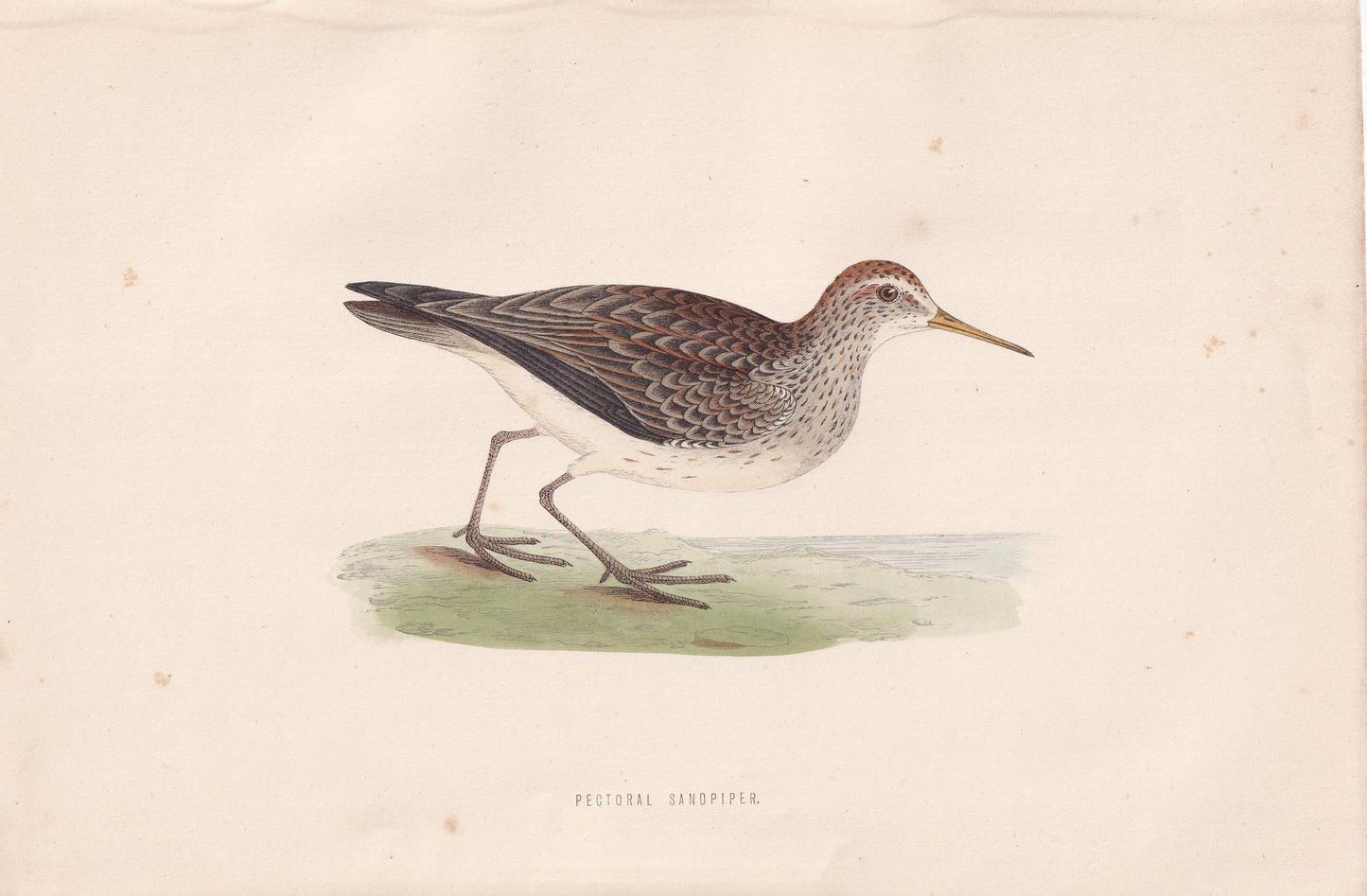 Pectoral Sandpiper - original 1870 hand coloured antique bird print by Alexander Francis Lydon, engraved by Benjamin Fawcett