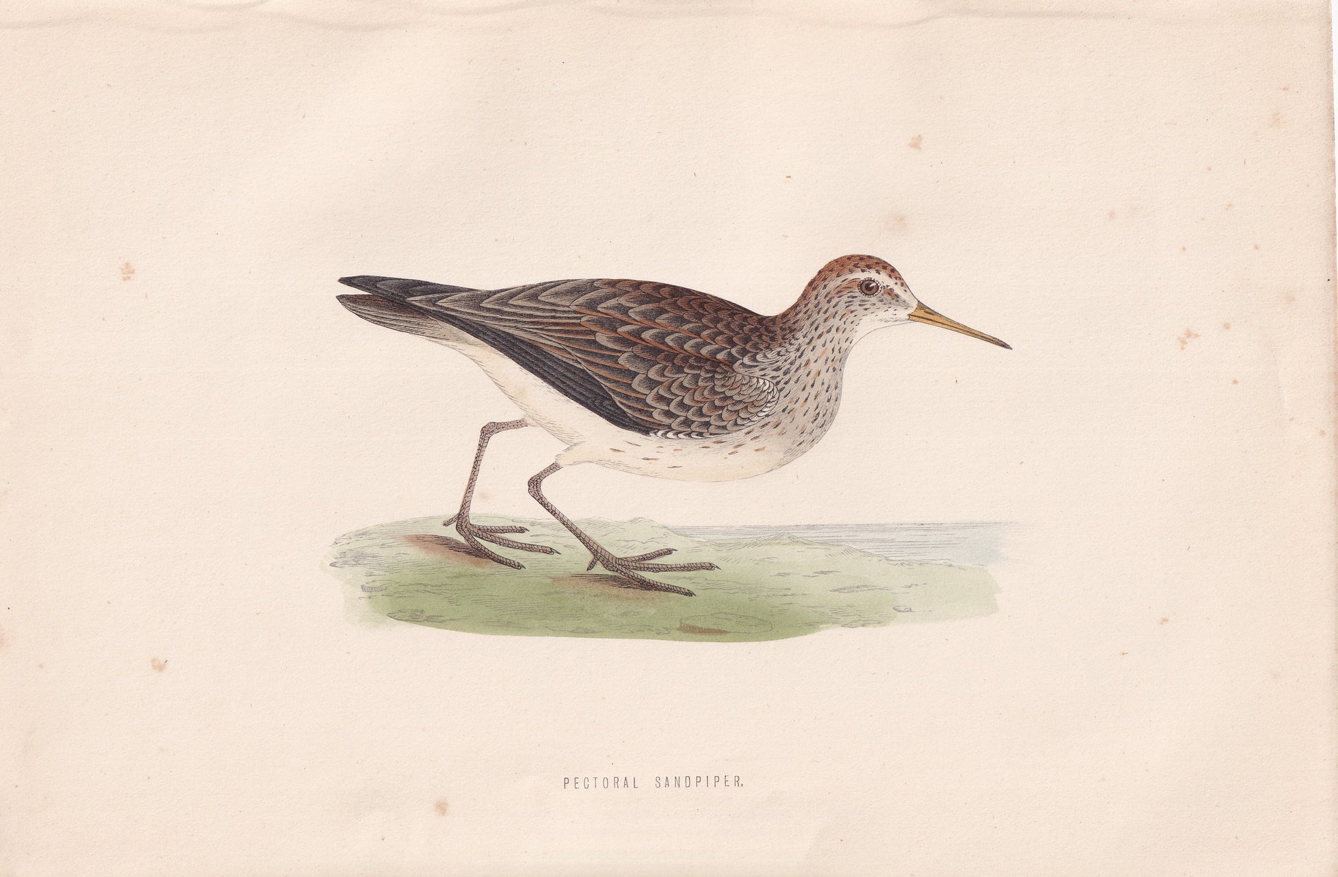 Pectoral Sandpiper - original 1870 hand coloured antique bird print by Alexander Francis Lydon, engraved by Benjamin Fawcett