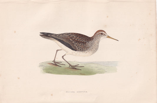 Pectoral Sandpiper - original 1870 hand coloured antique bird print by Alexander Francis Lydon, engraved by Benjamin Fawcett