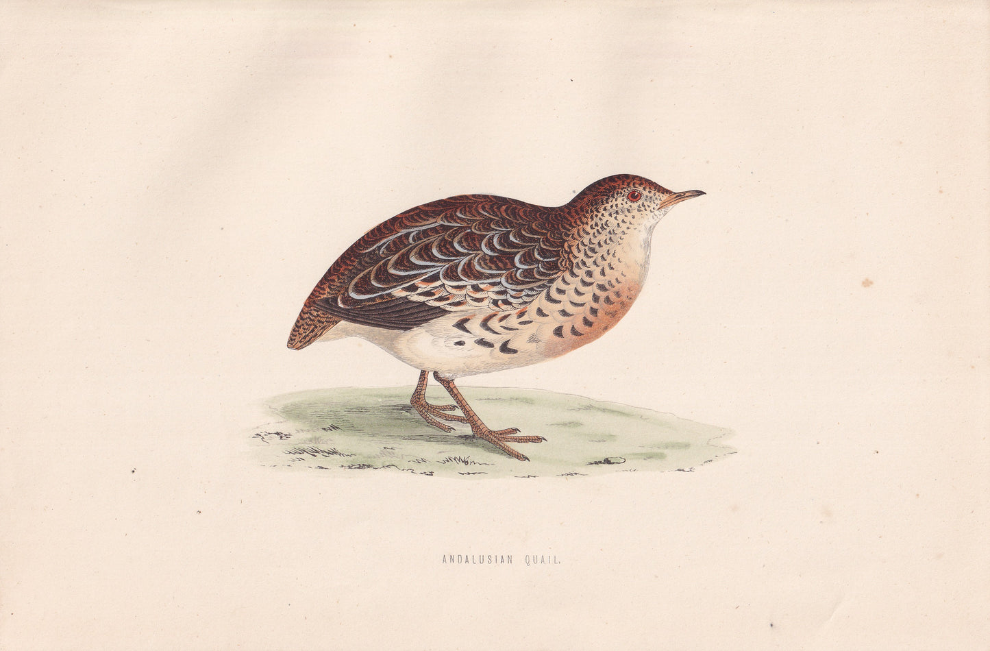 Andalusian Quail - original 1870 hand coloured antique bird print by Alexander Francis Lydon, engraved by Benjamin Fawcett