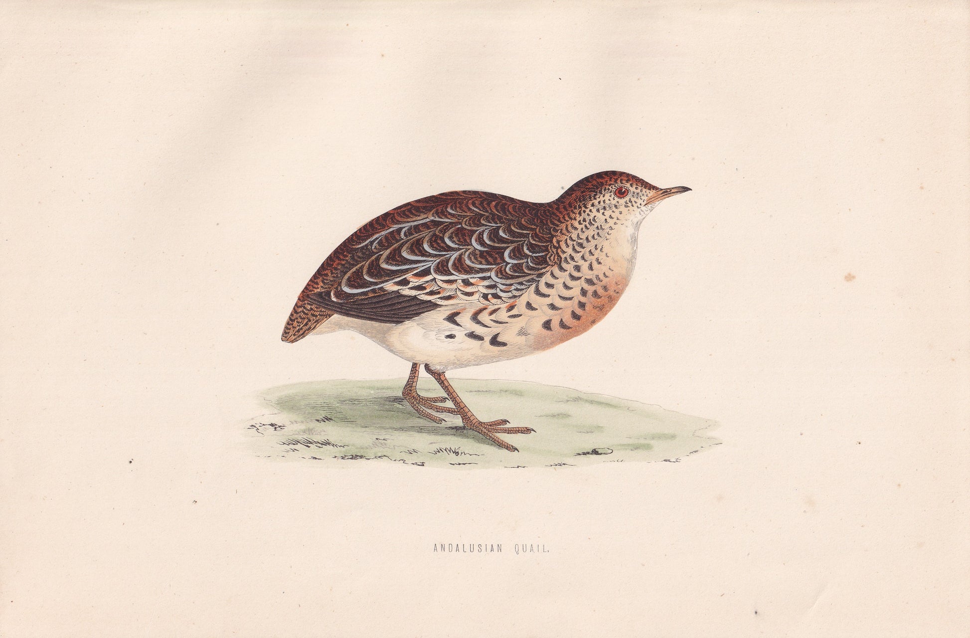 Andalusian Quail - original 1870 hand coloured antique bird print by Alexander Francis Lydon, engraved by Benjamin Fawcett