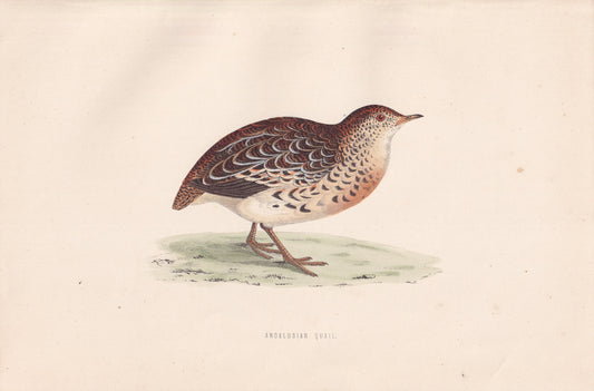 Andalusian Quail - original 1870 hand coloured antique bird print by Alexander Francis Lydon, engraved by Benjamin Fawcett