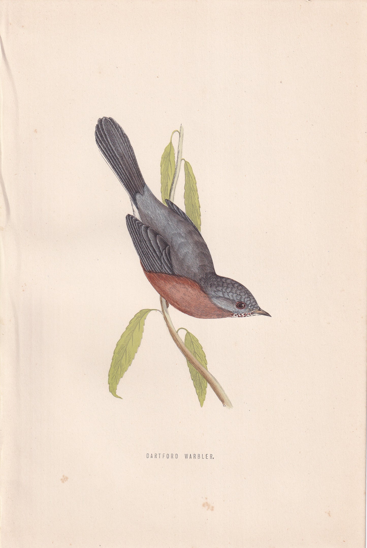 Dartford Warbler - original 1870 hand coloured antique bird print by Alexander Francis Lydon, engraved by Benjamin Fawcett